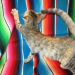 Savannah, F-7B, Bi-Color, Female, DOB 6-8-17