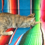 Savannah, F-7B, Bi-Color, Female, DOB 6-8-17