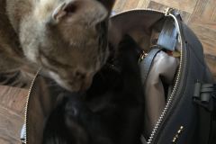 Eva Savannah, F-7B Black on Black female DOB 3-12-17