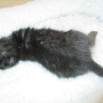 Savannah, F-7B, Black on Black female, 3-12-17