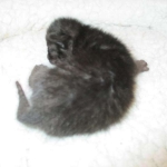 Savannah, F-7B, Black on Black female, 3-12-17