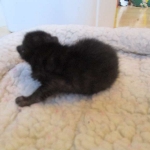 Savannah, F-7B, Black on Black female, 3-12-17