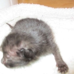 Savannah, F-7B, Black on Black female, 3-12-17