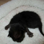 Savannah, F-7B, Black on Black female, 3-12-17