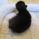 Savannah, F-7B, Black on Black female, 3-12-17