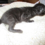 Savannah, F-7B, Black on Black female, 3-12-17