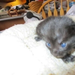 Savannah, F-7B, Black on Black female, 3-12-17