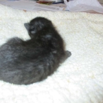 Savannah, F-7B, Black on Black female, 3-12-17