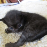 Savannah, F-7B, Black on Black female, 3-12-17