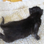 Savannah, F-7B, Black on Black female, 3-12-17