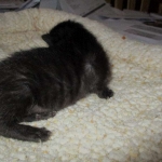 Savannah, F-7B, Black on Black female, 3-12-17