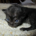 Savannah, F-7B, Black on Black female, 3-12-17