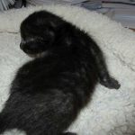 Savannah, F-7B, Black on Black female, 3-12-17