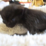 Savannah, F-7B, Black on Black female, 3-12-17