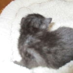 Savannah, F-7B, Black on Black female, 3-12-17