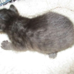 Savannah, F-7B, Black on Black female, 3-12-17