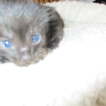 Savannah, F-7B, Black on Black female, 3-12-17