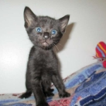 Eva, Savannah, F-7B, Black on Black female, 3-12-17