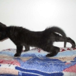 Eva, Savannah, F-7B, Black on Black female, 3-12-17