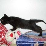 Eva, Savannah, F-7B, Black on Black female, 3-12-17