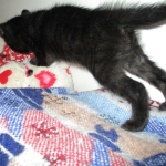 Eva, Savannah, F-7B, Black on Black female, 3-12-17