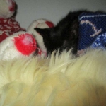 Eva, Savannah, F-7B, Black on Black female, 3-12-17