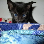 Eva, Savannah, F-7B, Black on Black female, 3-12-17