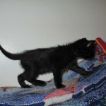 Eva, Savannah, F-7B, Black on Black female, 3-12-17