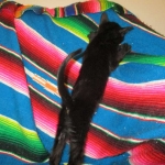 Eva, Savannah, F-7B, Black on Black female, 3-12-17