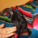 Eva, Savannah, F-7B, Black on Black female, 3-12-17