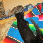 Eva, Savannah, F-7B, Black on Black female, 3-12-17