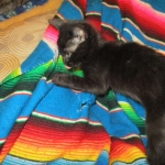 Eva, Savannah, F-7B, Black on Black female, 3-12-17