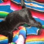 Eva, Savannah, F-7B, Black on Black female, 3-12-17