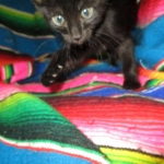 Eva, Savannah, F-7B, Black on Black female, 3-12-17