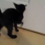 Eva, Savannah, F-7B, Black on Black female, 3-12-17