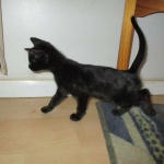 Eva, Savannah, F-7B, Black on Black female, 3-12-17