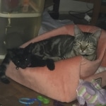 Eva, Savannah, F-7B, Black on Black female, 3-12-17