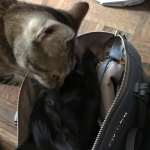 Eva, Savannah, F-7B, Black on Black female, 3-12-17