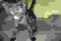 Cinderella (Cindi) Savannah F-7B Black on Black Female DOB 5-30-18