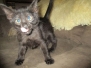 Cinderella (Cindi) Savannah F-7B Black on Black Female DOB 5-30-18
