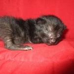 Savannah, F-7B, Black on Black, Female DOB 5-30-18