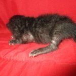 Savannah, F-7B, Black on Black, Female DOB 5-30-18