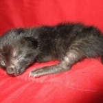 Savannah, F-7B, Black on Black, Female DOB 5-30-18