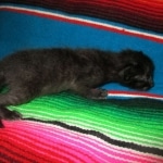 Savannah, F-7B, Black on Black, Female DOB 5-30-18