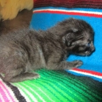 Savannah, F-7B, Black on Black, Female DOB 5-30-18