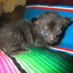 Savannah, F-7B, Black on Black, Female DOB 5-30-18