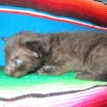 Savannah, F-7B, Black on Black, Female DOB 5-30-18