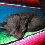 Savannah, F-7B, Black on Black, Female DOB 5-30-18