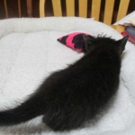 Savannah, F-7B, Black on Black, Female DOB 5-30-18