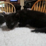 Savannah, F-7B, Black on Black, Female DOB 5-30-18